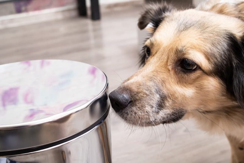 Can Dogs Eat Ham? Great Pet Care