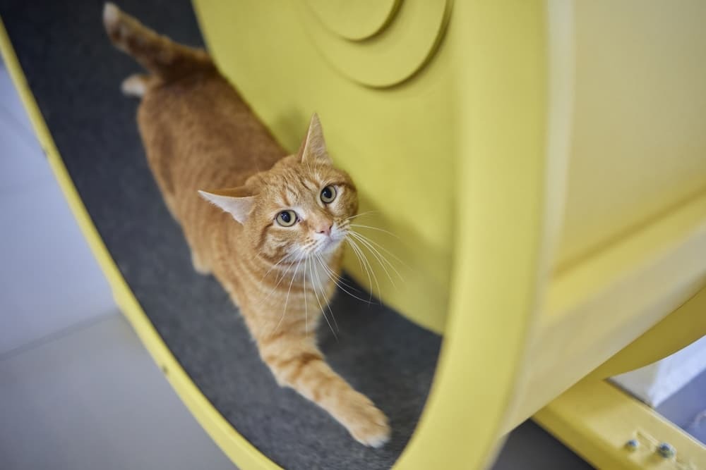 cat on exercise wheel