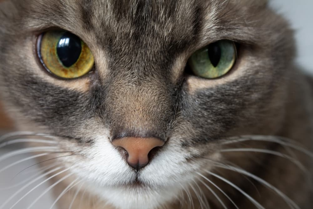 Closeup of a cat with a bulging eye