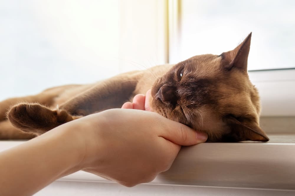 Cat owner pets a Burmese cat