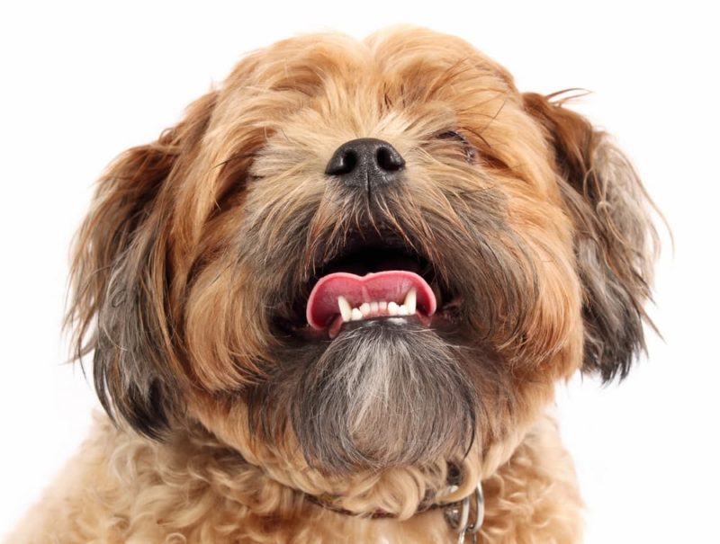 Tracheal Collapse in Dogs Great Pet Care