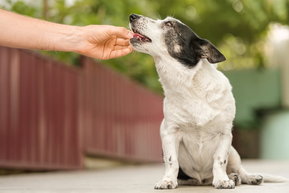 dog taking medication