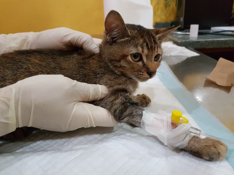 Chemotherapy for Cats: What to Expect | Great Pet Care