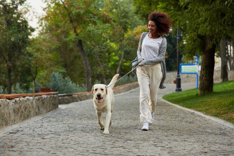 Why Do Female Dogs Hump? Great Pet Care