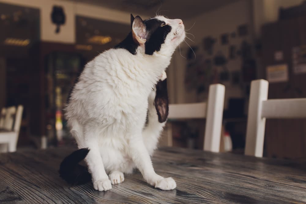 Cat sitting on table scratchy ears