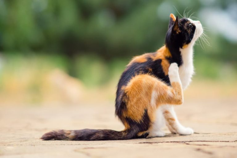 Tresaderm for Cats | Great Pet Care