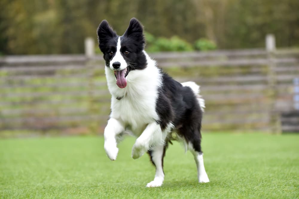 Border collie hot sale velcro dog