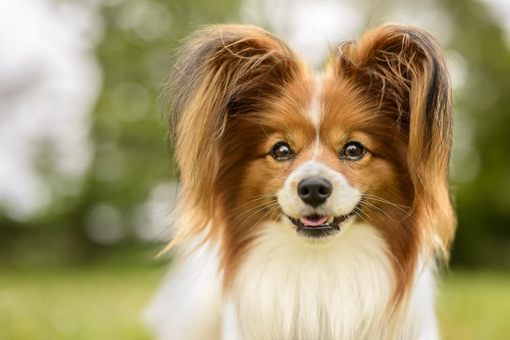 Papillon dog outside