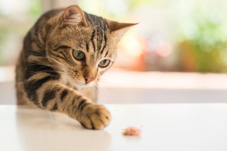 6 Cat UTI Symptoms to Get Checked Right Away Great Pet Care