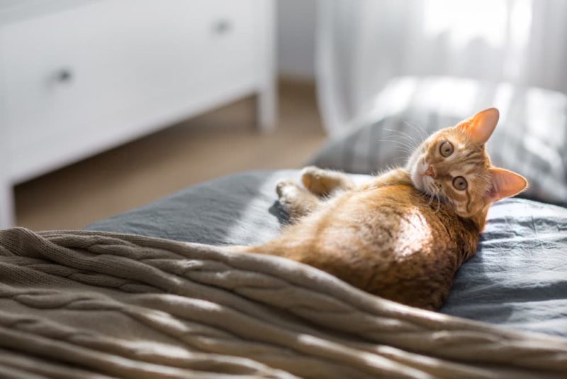 6 Cat UTI Symptoms to Get Checked Right Away Great Pet Care