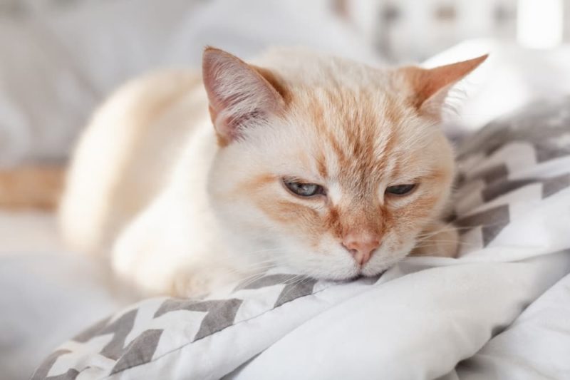6 Cat UTI Symptoms to Get Checked Right Away Great Pet Care