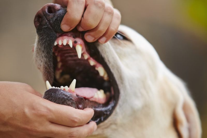 Can Dogs Get Cavities? Great Pet Care