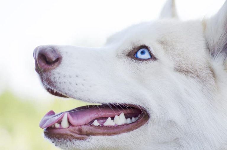 Dog Teeth Cleaning Procedure, Costs, and What to Expect Great Pet Care