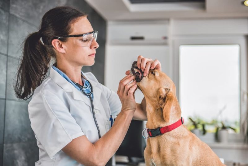 Dog Teeth Cleaning Procedure, Costs, and What to Expect Great Pet Care