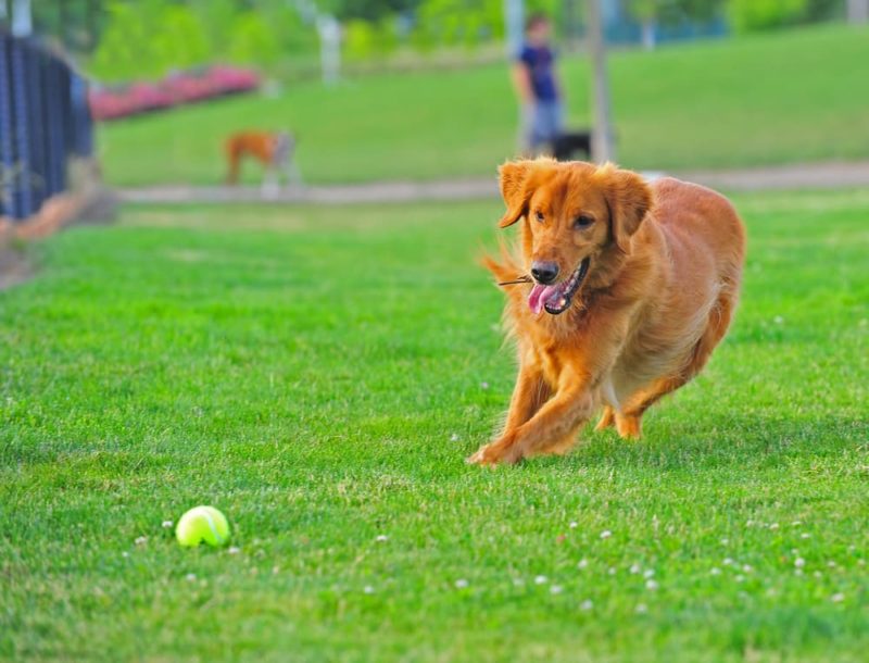 8 Dog Park Dangers You Need to Know Great Pet Care