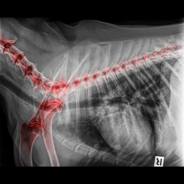 Galliprant for Dogs Osteoarthritis Pain Relief Great Pet Care