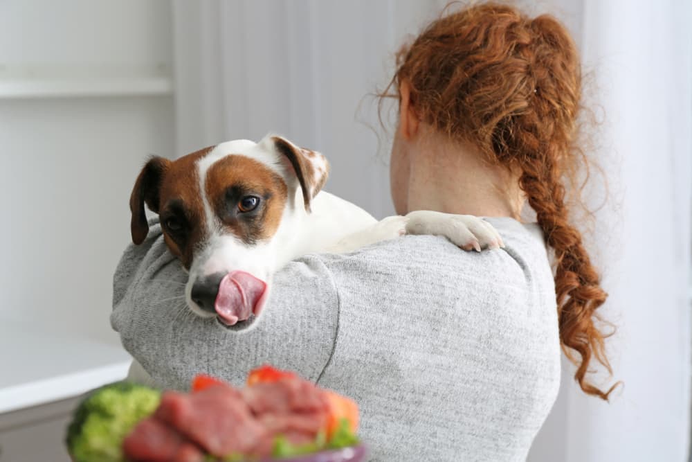 Picture of 10 Great Sources of Fiber for Dogs | Great Pet Care