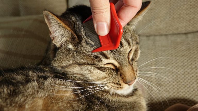 Image showcasing Flea Allergy Dermatitis in Cats | Great Pet Care