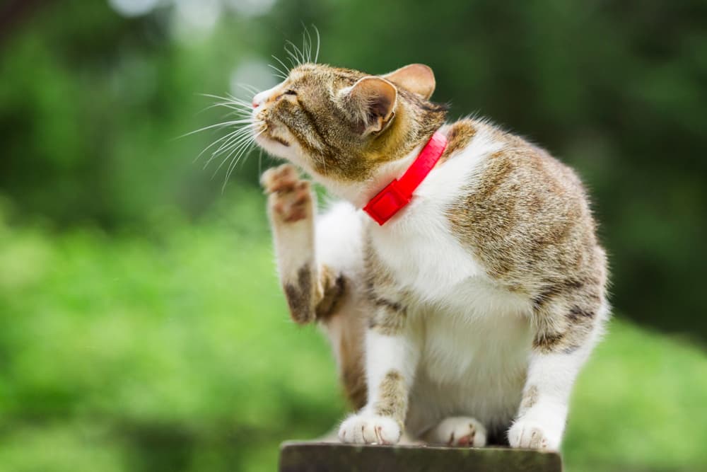 Cat wearing a flea collar is itching