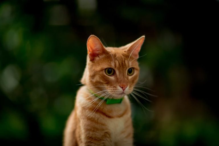 Cat portrait outdoors