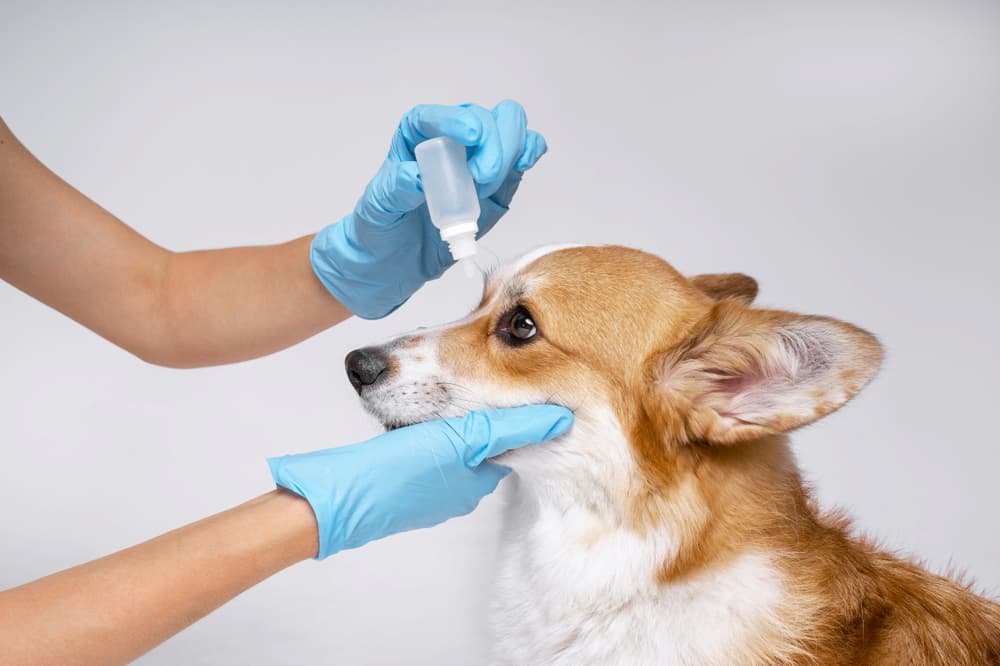 Veterinarian administers eye drops to a dog