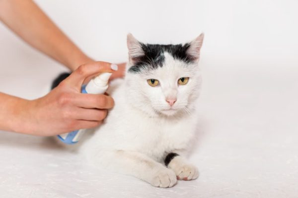 Preventing Fleas on Cats: Methods and Tips | Great Pet Care