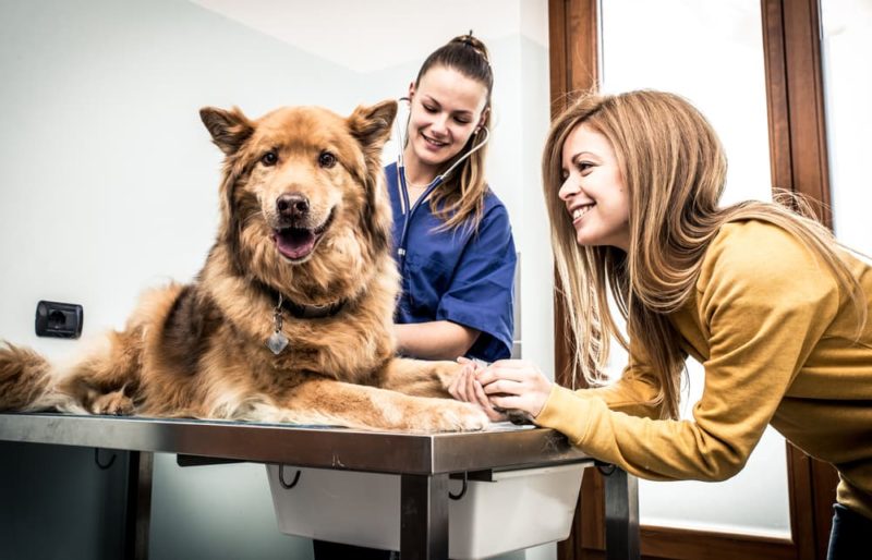 Normal Dog Heart Rate What Should It Be? Great Pet Care