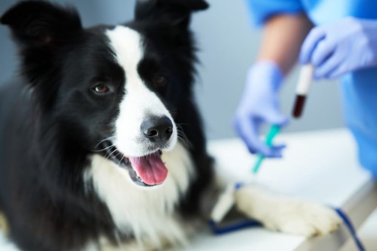 Border Collie doing glucose curve test