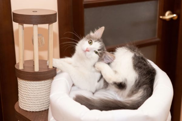 Photo inspiration: Fresh Look at Flea Allergy Dermatitis In Cats