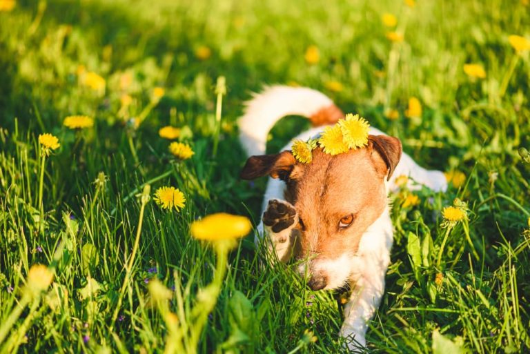 Dog in field of dandelions pawing at eye