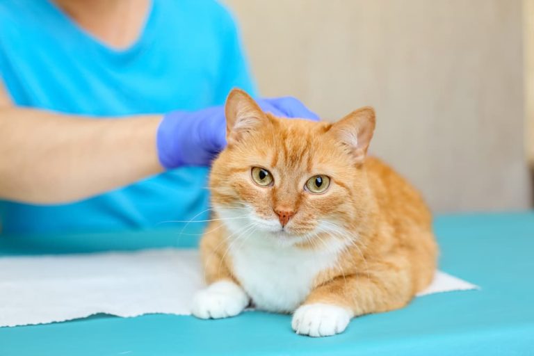 Hepatic Lipidosis in Cats Great Pet Care