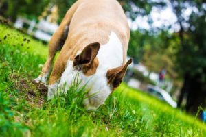 9 Surprising Dog Dangers in Your Own Backyard | Great Pet Care