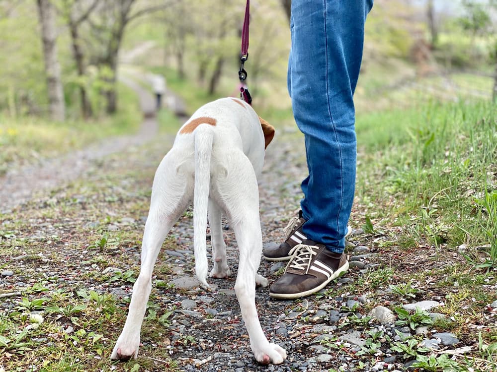 Dog with limp tail