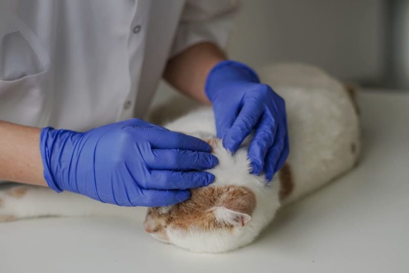 Flea Allergy Dermatitis in Cats Great Pet Care