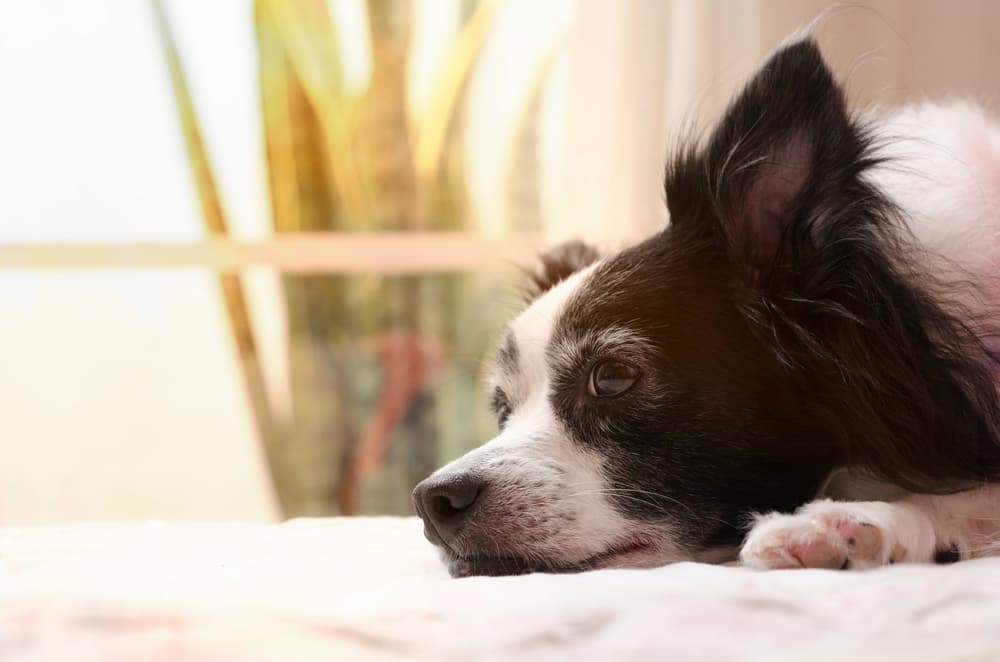 Dog resting quietly