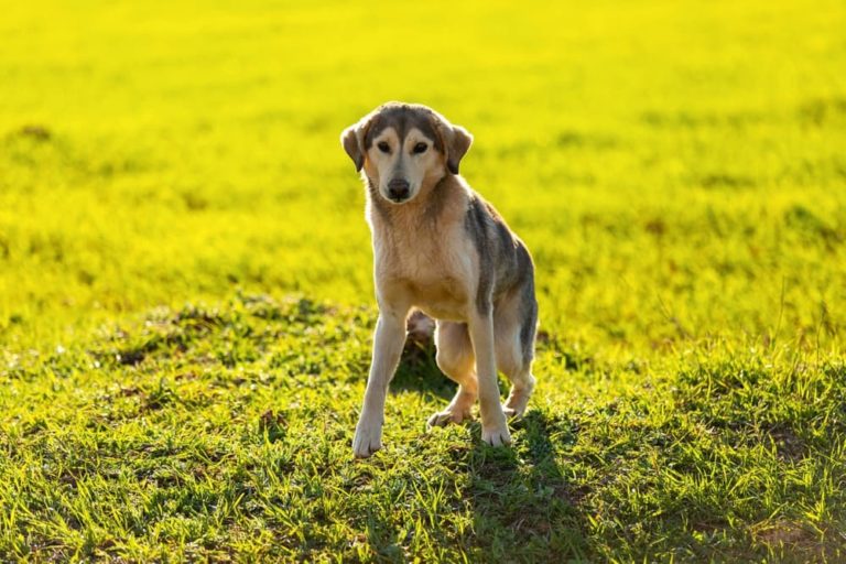 Dog with short spine syndrome