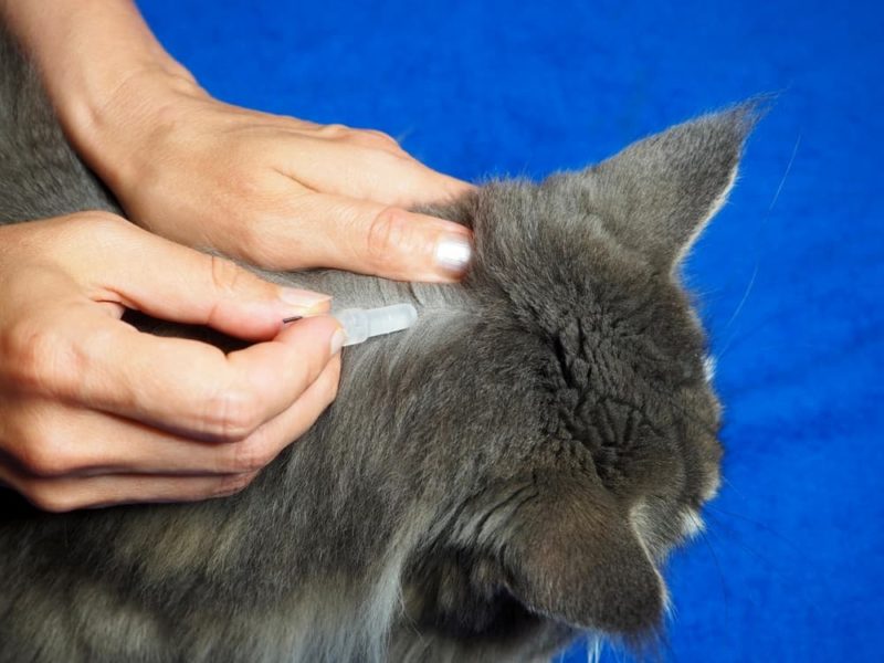 Preventing Fleas on Cats Methods and Tips Great Pet Care