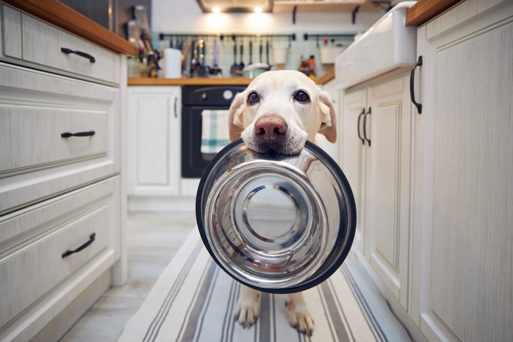 Dog with food bowl in mouth