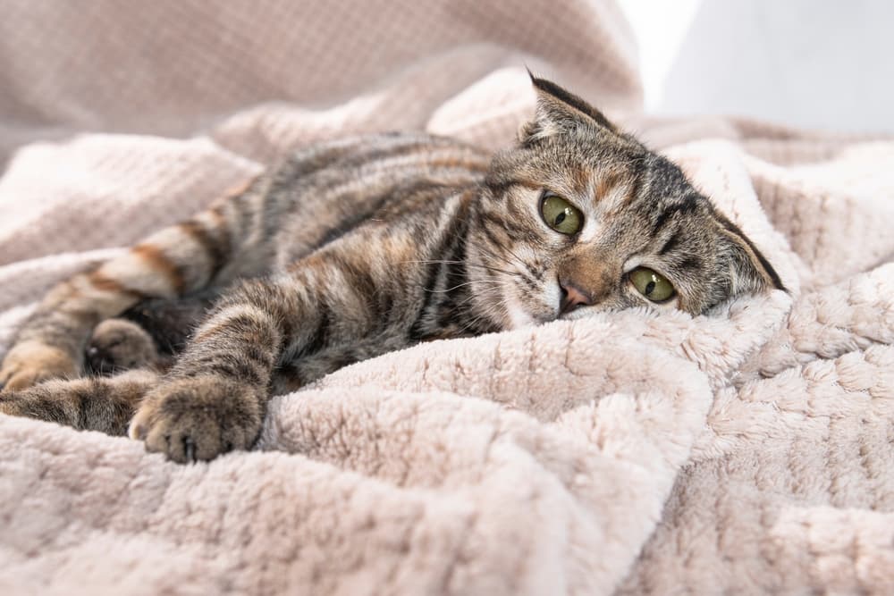 Pancreatitis in Cats | Great Pet Care