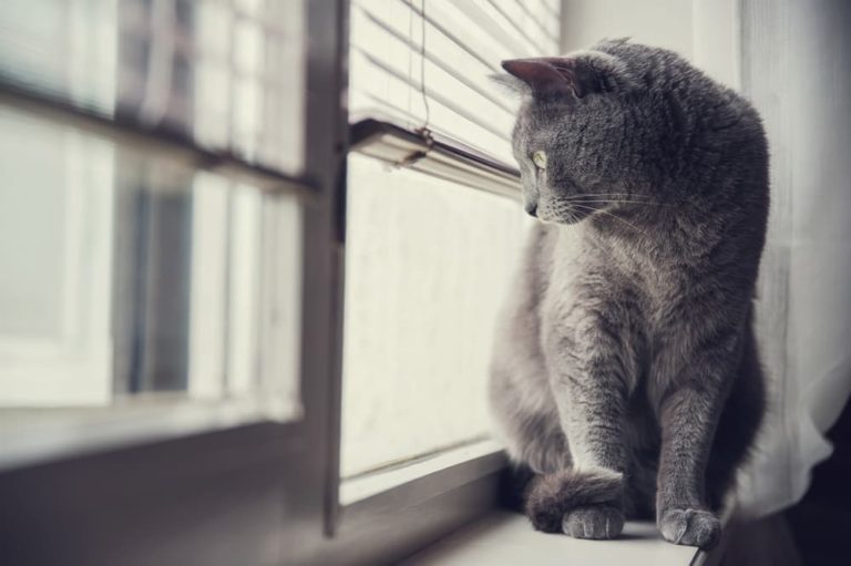 Beautiful view of Cat Flea Prevention Tips For Homeowners With Two Residences