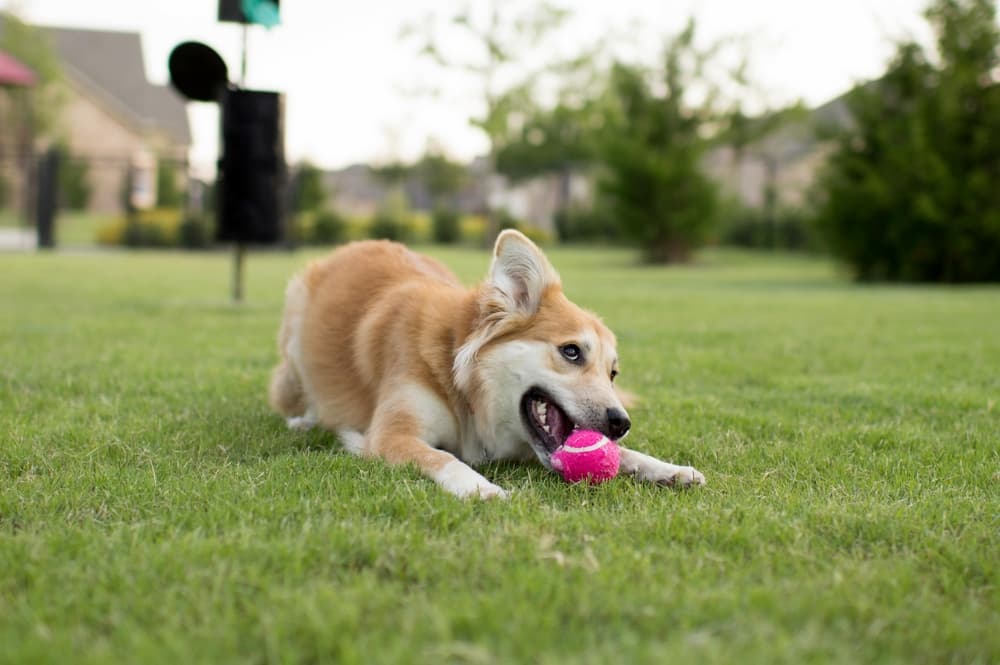 8 Dog Park Dangers You Need to Know Great Pet Care
