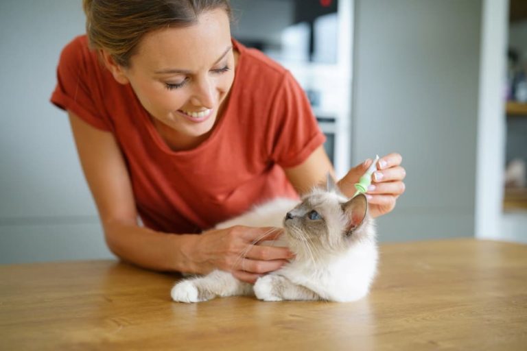 Flea Allergy Dermatitis in Cats Great Pet Care