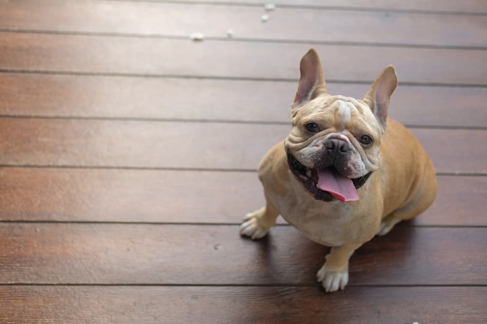 Dog sitting on floor with tongue out