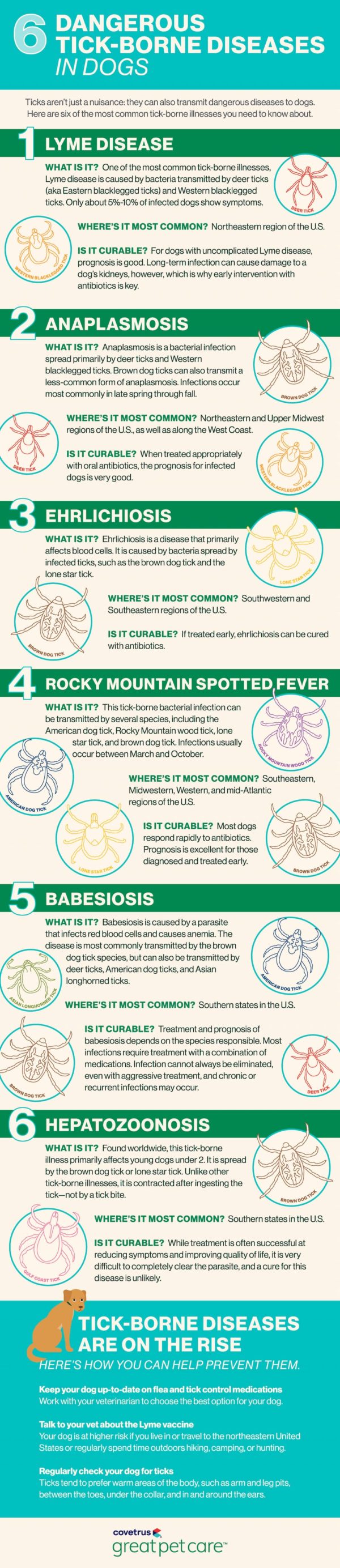 Curated visual reference: Visual Reference: Tick Borne Diseases In Dogs 6 Dangerous Ones
