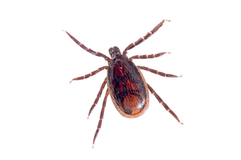 Brown dog tick on white background