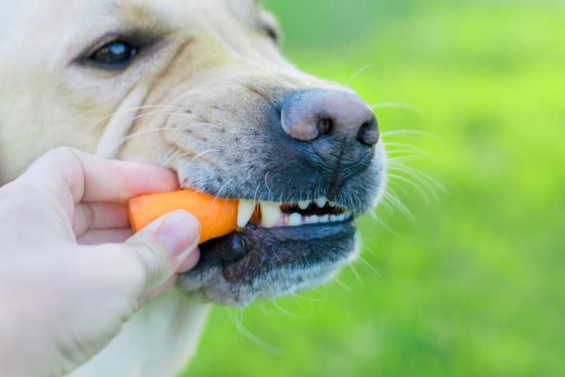 Can Dogs Eat Carrots? Great Pet Care