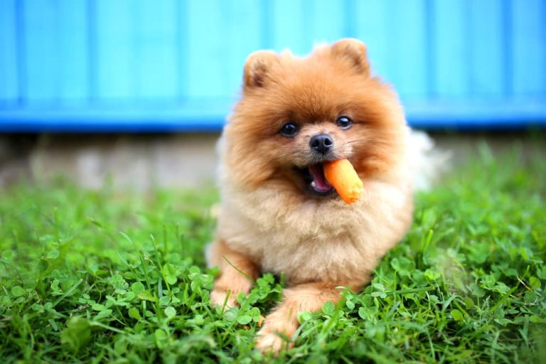 Can puppies eat outlet raw carrots