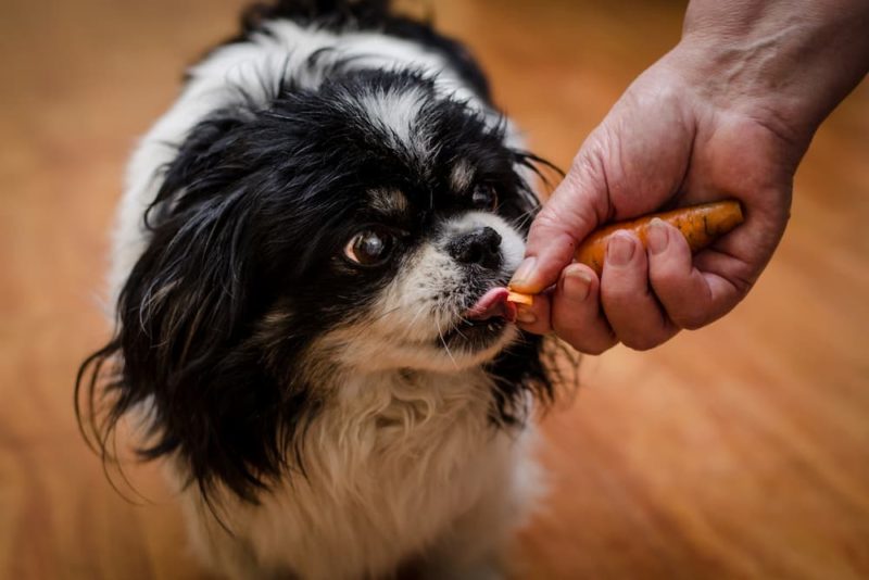 Can Dogs Eat Carrots? Great Pet Care