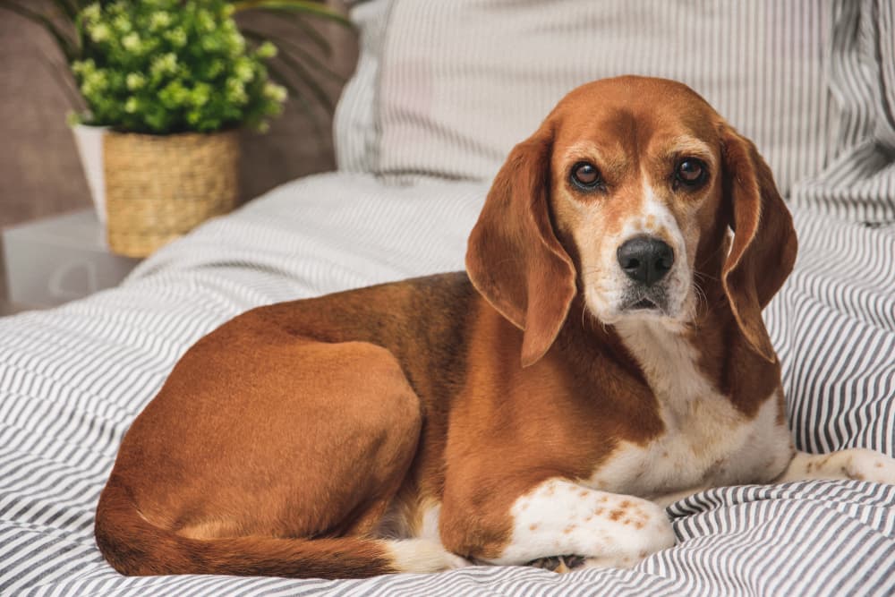 Beagle dog sitting in bed