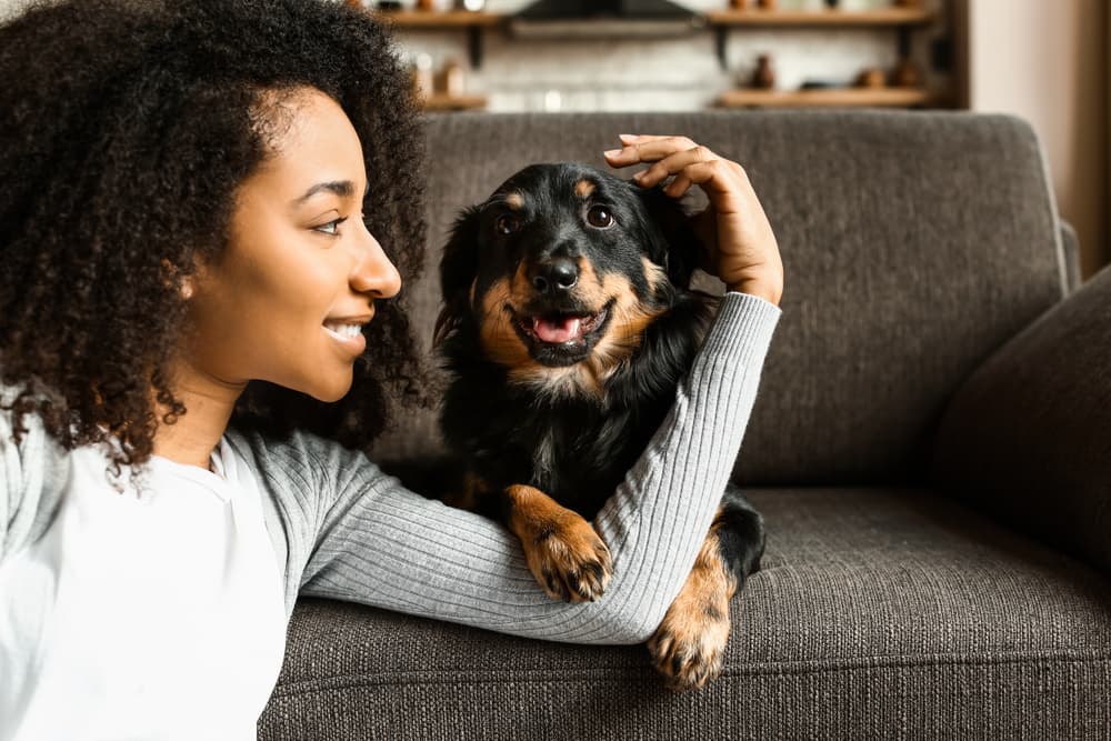 Dog sitting on couch with owner